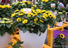 De Helianthus Sunsation Yellow Multi.